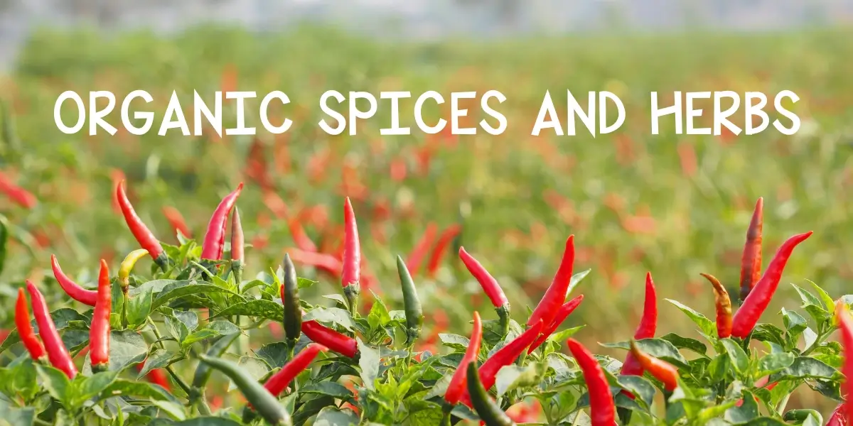 Why Choose Royal Kitchen’s Red Chilli Powder for Your Kitchen